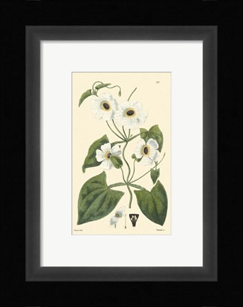Framed White Curtis Botanical IV Print