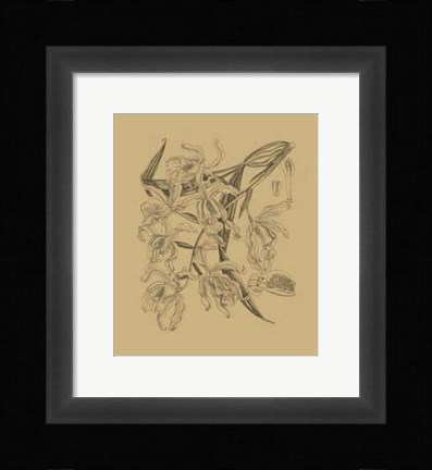 Framed Orchid on Khaki(WG) II Print