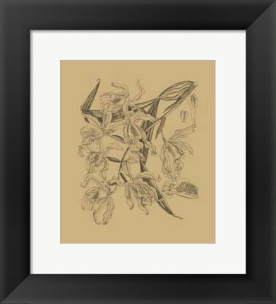 Framed Orchid on Khaki(WG) II Print