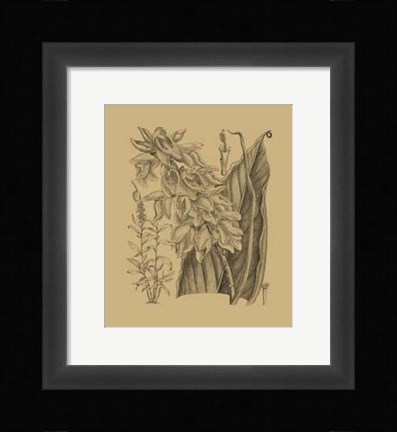 Framed Orchid on Khaki(WG) III Print