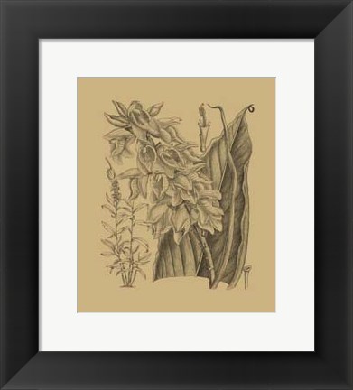 Framed Orchid on Khaki(WG) III Print