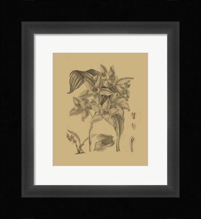 Framed Orchid on Khaki(WG) IV Print