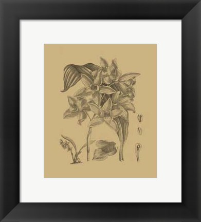 Framed Orchid on Khaki(WG) IV Print
