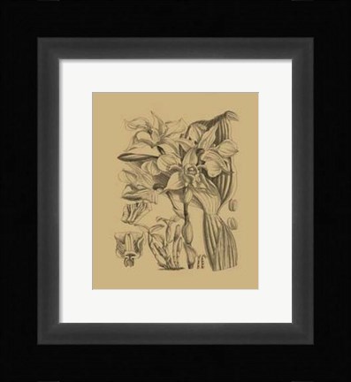Framed Orchid on Khaki(WG) V Print