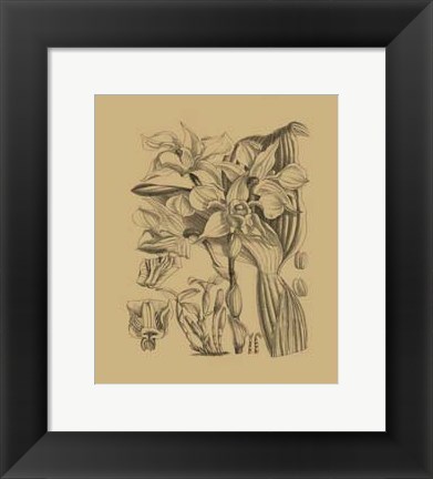 Framed Orchid on Khaki(WG) V Print