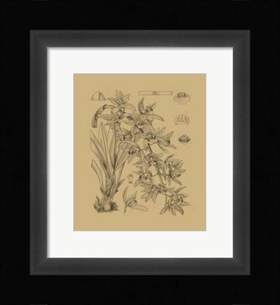 Framed Orchid on Khaki(WG) VII Print