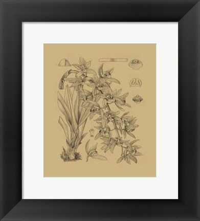 Framed Orchid on Khaki(WG) VII Print