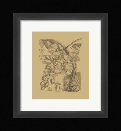 Framed Orchid on Khaki(WG) VIII Print