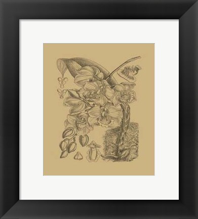 Framed Orchid on Khaki(WG) VIII Print