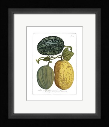 Framed Antique Melons I Print