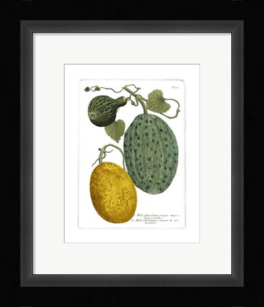 Framed Antique Melons II Print