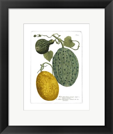 Framed Antique Melons II Print