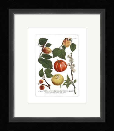 Framed Fruits IV Print
