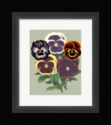 Framed Tricolor Pansies II Print