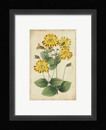 Framed Curtis Blooms in Yellow I Print