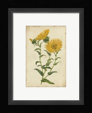 Framed Curtis Blooms in Yellow II Print