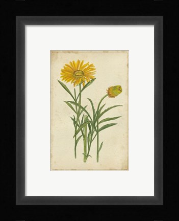 Framed Curtis Blooms in Yellow III Print