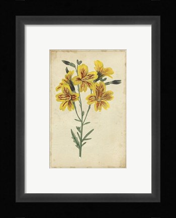 Framed Curtis Blooms in Yellow IV Print