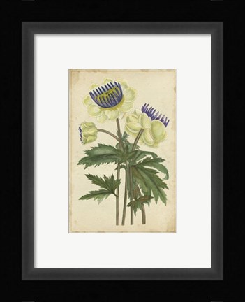 Framed Curtis Blooms in White III Print