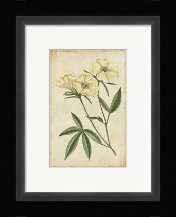 Framed Curtis Blooms in White IV Print