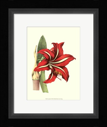 Framed Amaryllis I Print