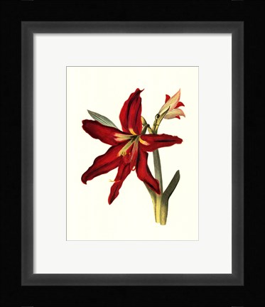 Framed Amaryllis II Print