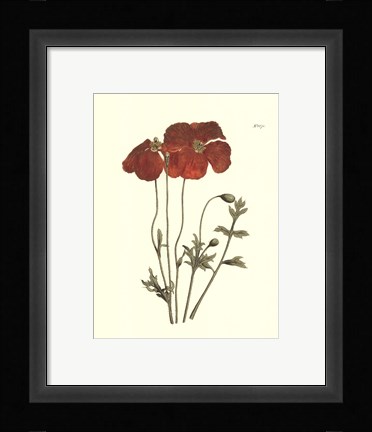 Framed Fiery Florals II Print