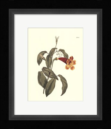Framed Fiery Florals III Print