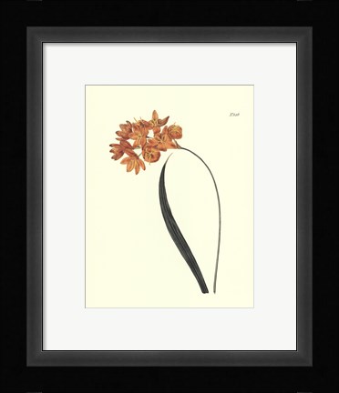 Framed Fiery Florals IV Print