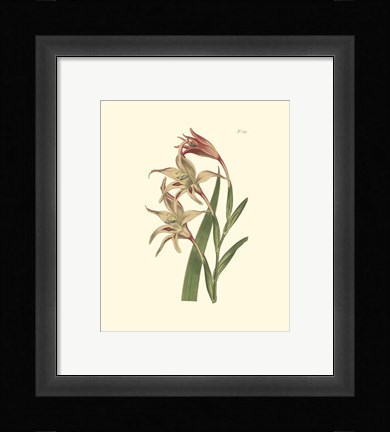 Framed Floral I Print