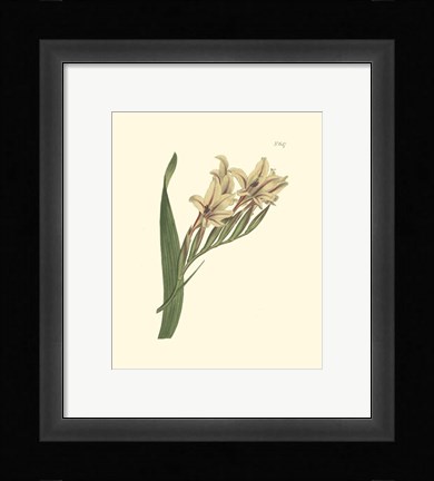 Framed Floral II Print