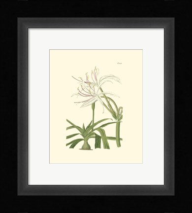 Framed Floral III Print