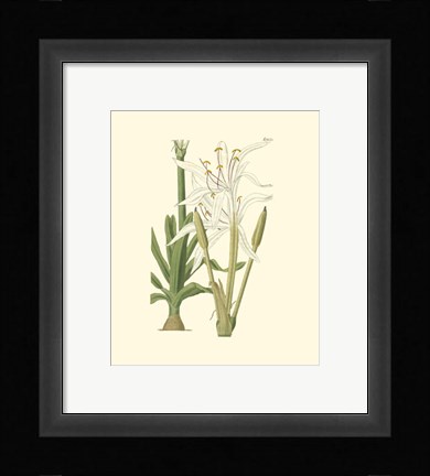 Framed Floral IV Print