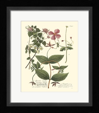 Framed Weinmann, Pl. 398 Print