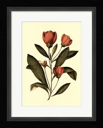 Framed Coral Beauty II Print