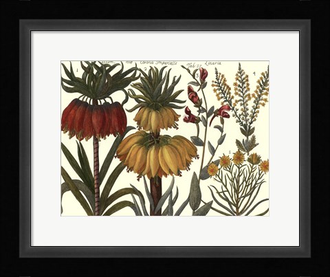 Framed Printed Arena Botanical I Print