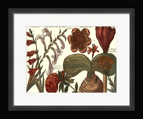 Framed Printed Arena Botanical II Print