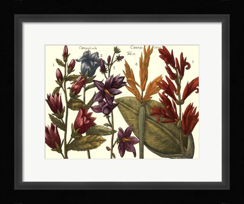 Framed Printed Arena Botanical III Print