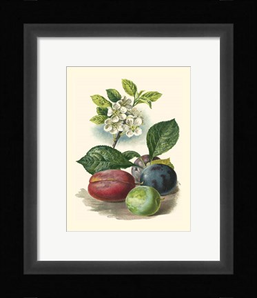 Framed Plum Blossom Print
