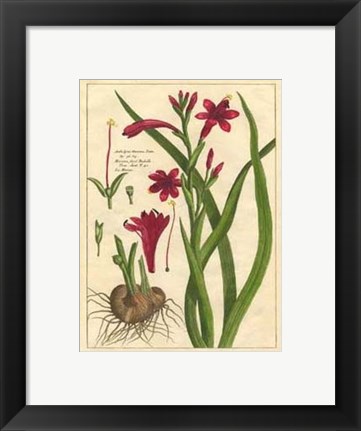 Framed Fleur De Rouge II Print