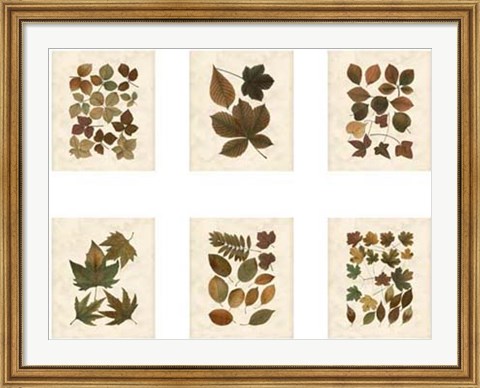 Framed Lodge Leaf Collection Print
