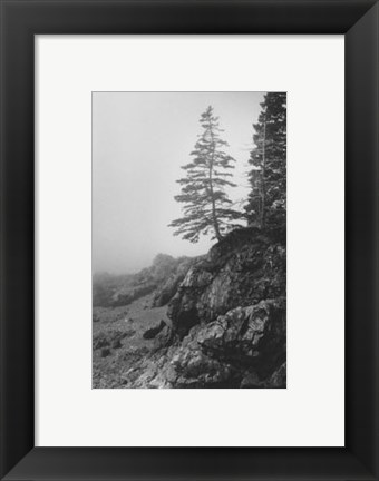 Framed Lone Tree Print