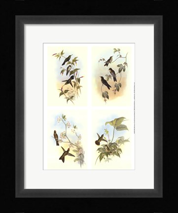 Framed Miniature Gould Hummingbirds Print