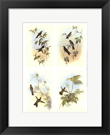 Framed Miniature Gould Hummingbirds Print