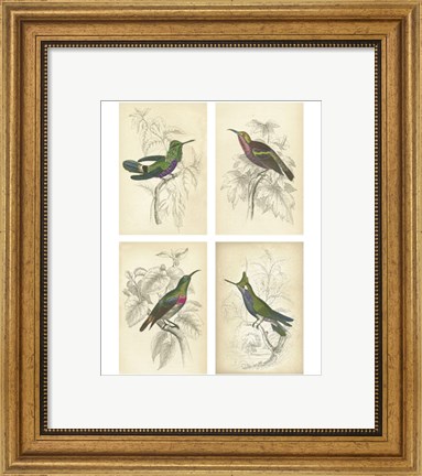 Framed Jardini Hummingbirds Print