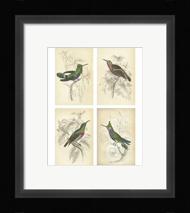 Framed Jardini Hummingbirds Print