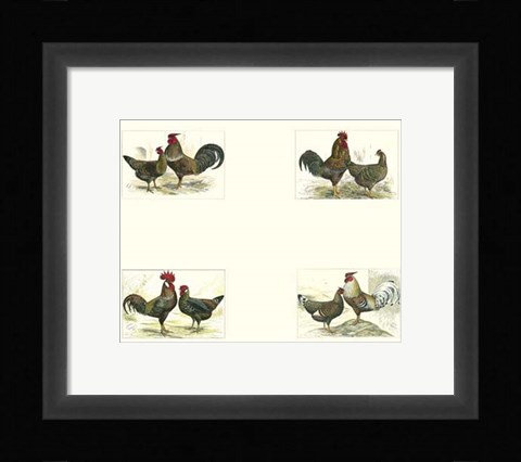 Framed Miniature Roosters Print