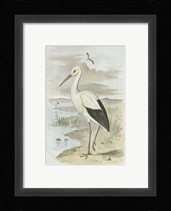 Framed White Stork Print