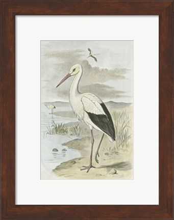 Framed White Stork Print