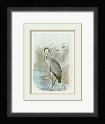 Framed Common Heron Print